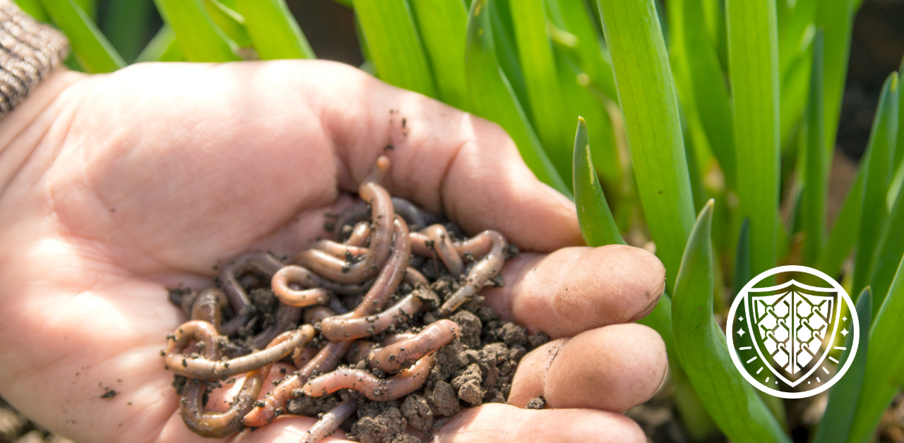 Why Are Earthworms Important for Your Lawn?